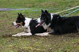 BORDER COLLIE - MOUTONS 053